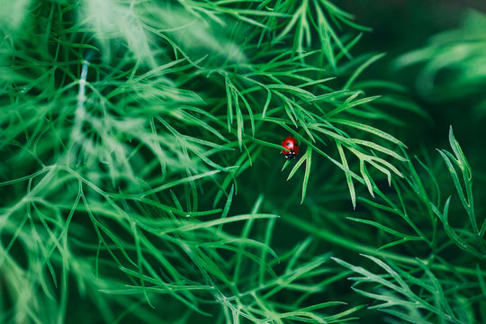 Closeup of a Single Cockchafer on Dill Herb