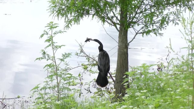 anhinga bird perched with a fish near lake