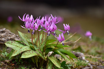 ピンクのカタクリの花