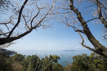 湯の児チェリーラインのソメイヨシノの花