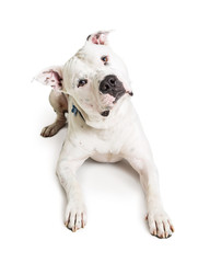 White Pit Bull Dog Lying Down Tilting Head