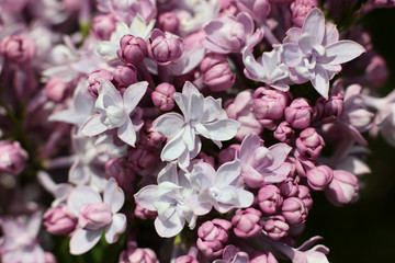 flowers of lilac in macro