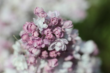  flowers of lilac in macro