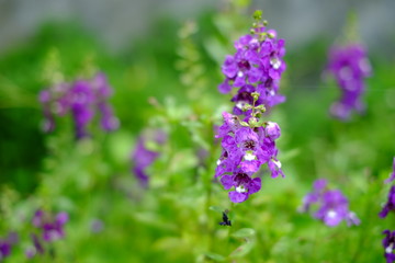 Fototapeta premium A little white flower with green blur background