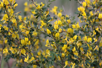 flowering shrub of the acacia family with beautiful yellow flowers