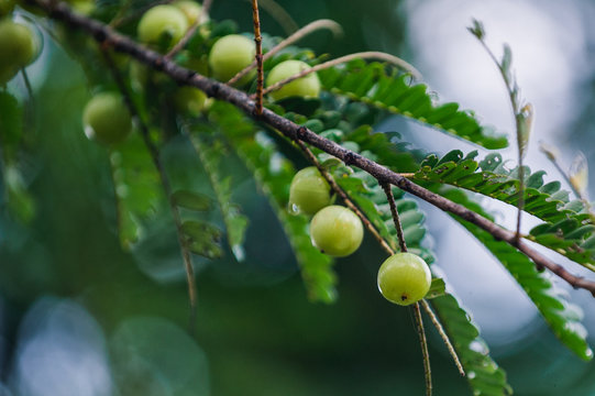 Indian gooseberry after rain.