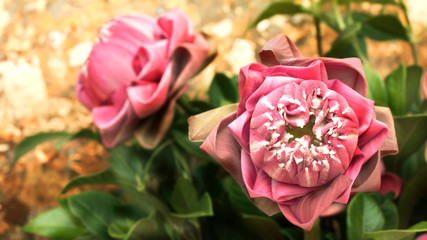 pink lotus flower dedicated to the buddha image.