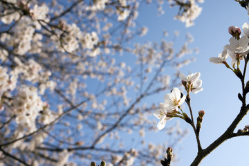 青空の下のソメイヨシノの花