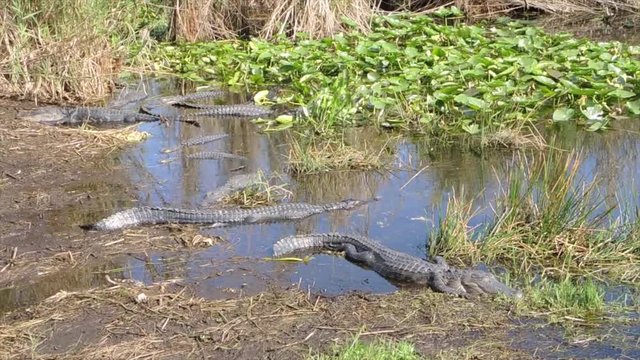 Group of American alligators at Everglades National park in Florida