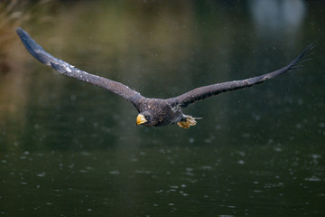 Sea eagle (Haliaeetus albicilla) American