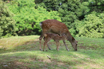 奈良公園　飛火野の芝生広場と鹿