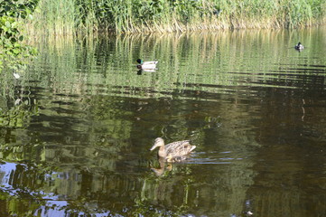 Mallard duck mother with young ducklings on lake