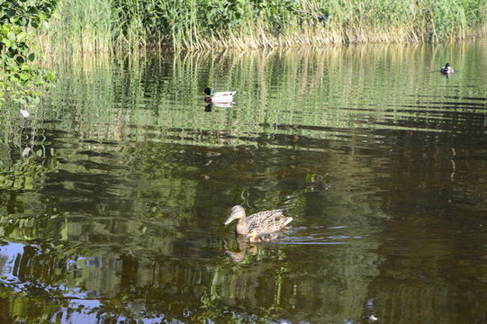 Mallard duck mother with young ducklings on lake