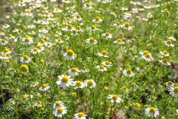 Chamomile in a sunny garden for healthy teas