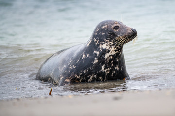 Fototapeta premium Atlantic Grey Seal Pup on Sandy Beach/Atlantic Grey Seal Pup/Atlantic Grey Seal Pup (Halichoerus Grypus)