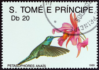 Petasophores anais (Sao Tome and Principe 1989)