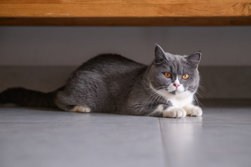 The British short hair cat lying on the ground
