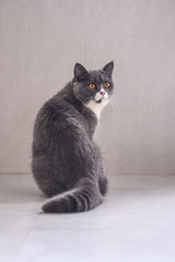 The British kitten sits on the ground