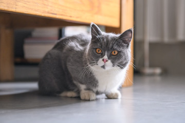 The British short hair cat lying on the ground