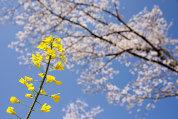 桜の下の菜の花