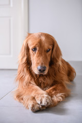 Cute golden retriever on the ground