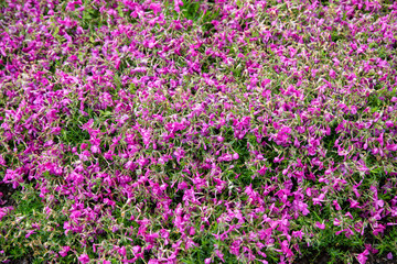 Obraz premium close-up pink moss field at Shibazakura flower festival