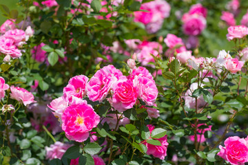 Beautiful colorful climbing roses in spring in the garden.