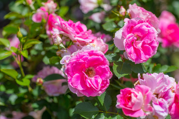 Beautiful colorful climbing roses in spring in the garden.