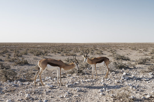 Two springbok in the Etosha National Park
