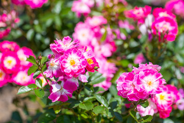 Beautiful colorful climbing roses in spring in the garden.