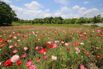 馬見丘陵公園のポピー畑