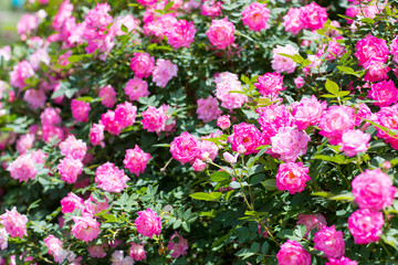 Obraz premium Beautiful colorful climbing roses in spring in the garden.