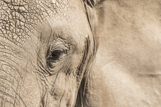 Elephant' face close up