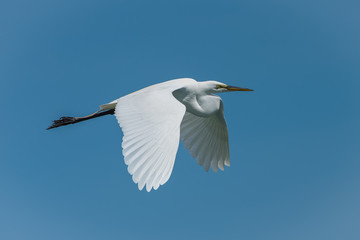 Great egret, Ardea alba, beautiful white bird flying, portrait
