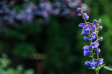 Obraz premium flowering delphinium closeup in summer garden. Growing beautiful blue flowering perennials