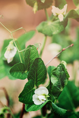 green peas flowering in summer garden. Growing vegetables on farm.