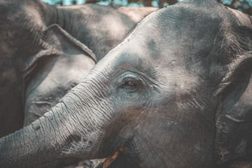 Elephants Sanctuary in Isan, Thailand