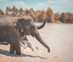 Elephants Sanctuary in Isan, Thailand