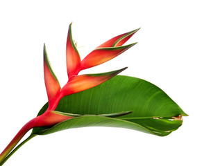 Heliconia bihai (Red palulu) flower with leaf, Tropical flowers isolated on white background, with...