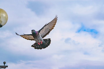 Flying wild pigeons, spring landscape
