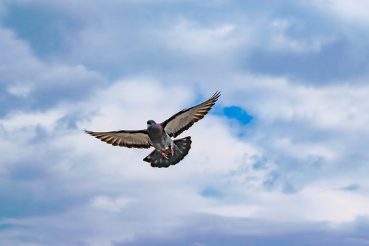 Flying wild pigeons, spring landscape

