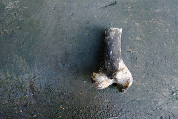 Close-up of Dark pork bone on black concrete floor.