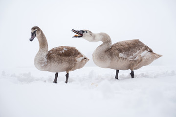 Brown swan in winter snow