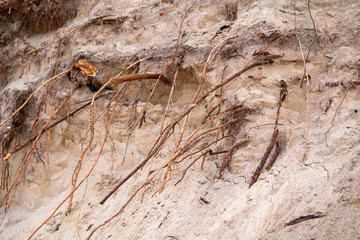 Exposed tree roots