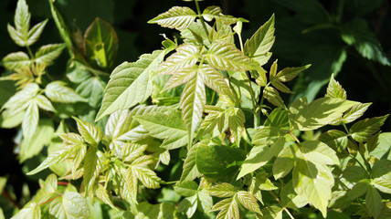 beautiful green leaves