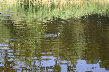 Fototapeta na wymiar Young Eurasian coot floating on lake