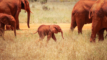 Baby african savanna elephant (Loxodonta africana) between more adults, all of them covered with red dust. Tsavo east national park, Kenya
