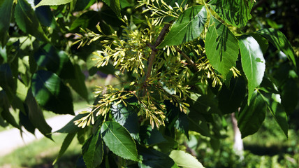 beautiful green leaves