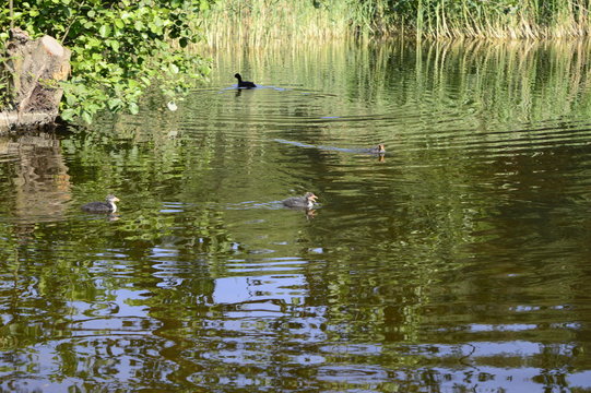 Young Eurasian coot floating on lake