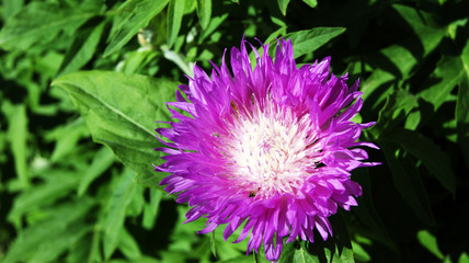 Obraz premium SONY DSC